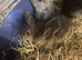 Litter of Rex mixed with Netherland dwarf s ready to leave now they are eight weeks