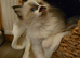 Beautiful pedigree ragdoll kitten