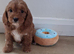 Cavapoo puppys ready to go