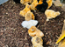 SILKIE HENS - POINT OF LAY