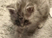 Chinchilla Persian Kitten