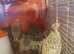 common quail
