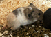 6 guinea pig babies - if this ad is still up I will still have Guinea pigs available.
