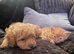 Four stunning maltipoo pups teacup size