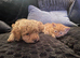 Four Ginger Bengal kittens