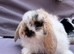 Lovely soft fluffy friendly mini lops