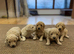POOPOOCHONS! !