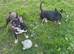 Male 1 year old black tan looking for his forever home