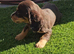 Cocker spaniel puppies ready now