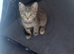 Female kittens