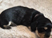 Kc reg miniature daschunds long hair