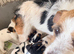 Jack Russell puppies