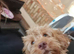 Cockapoo