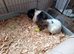 3 female guinea pigs