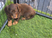 Miniature Dachshund