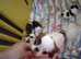 Beautiful Long haired chihuahua puppies