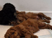 Gorgeous Cavapoo puppies