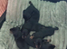 Sweet mini dachshund puppies