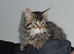 Maine coon kitten