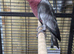 2 hen galah cockatoos