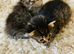 British long hair mix kittens