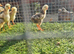 Jap shamo x Turkish hint chick's