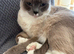 Ragdoll boy