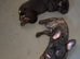 4 beautiful french bulldog