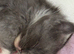 Ragdoll kittens born 10/07/26, 2 left