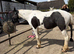 Very pretty welsh x mare 13.2