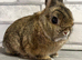 Netherland Dwarf Agouti male
