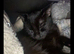 Black Male Cat