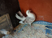 Exhibition Fantails,