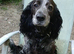 Adult Female Sprocker (Spayed)