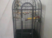 Alexandra parrot 6months old male including open top Liberta cage with bawls and accessories fully hand tamed £650