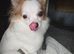 Male Chihuahua sold