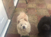 Chow chow