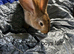 Stunning Continental Giant Rabbits
