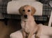 Beautiful KC-Registered Female Golden Retriever Puppy - 16 Weeks Old