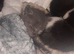 Kittens for sale