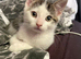 Beautiful kittens ready now!