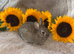 Pure netherland dwarf baby&rsquo;s