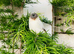 Canary pair sale