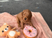 F1b Cavapoo Puppies 1 Boy, 2 Girls