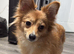 Orange pomeranian