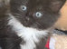 Kittens for sale
