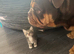 Maincoon cross British blue kittens