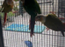Green Cheek Conure