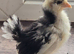 PULLET CHICKS - Barbu D'uccle Black mottled chicks - 3 weeks old