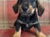 Ready to go Schnoxie pups ,